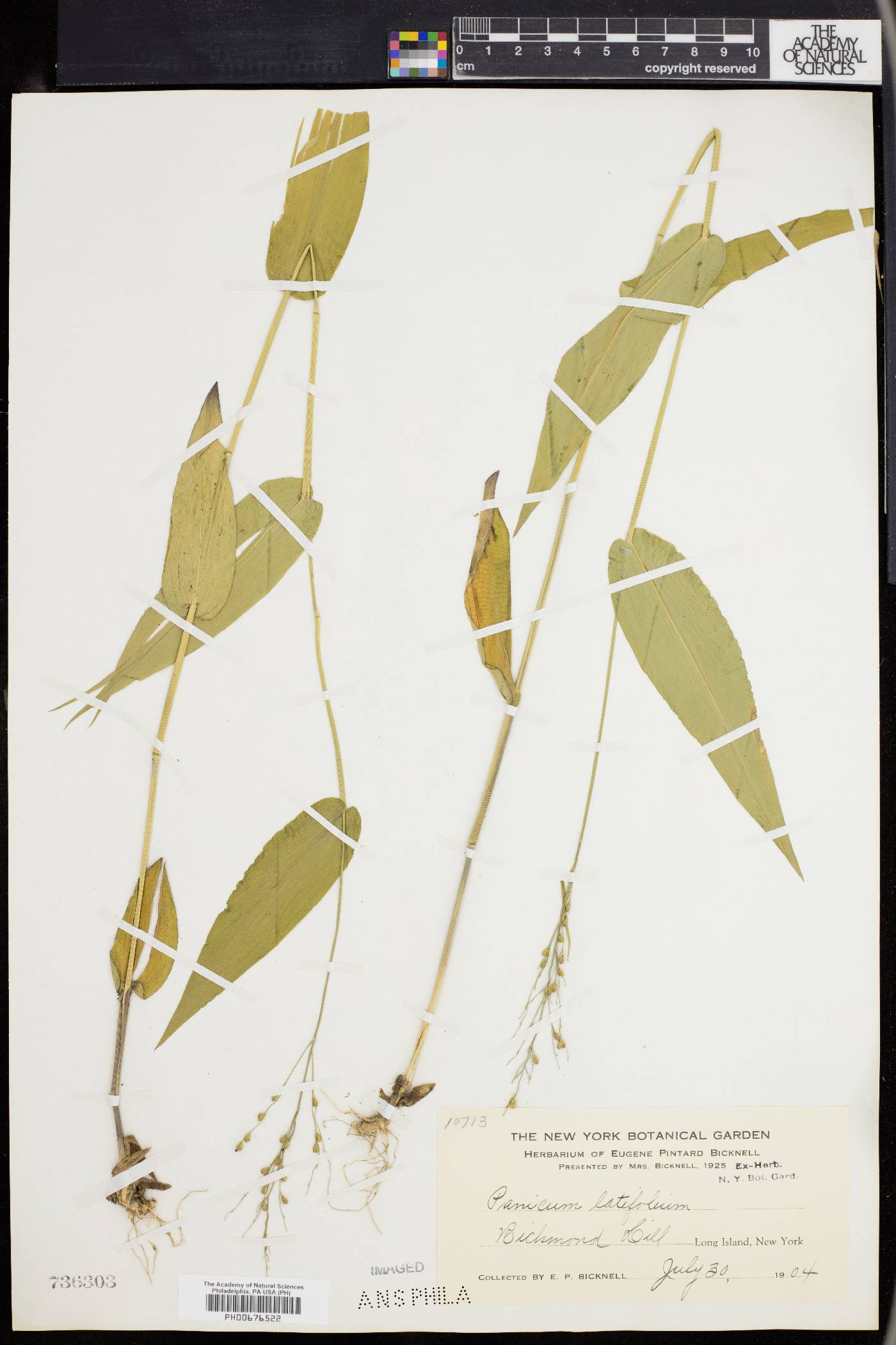 Dichanthelium latifolium image