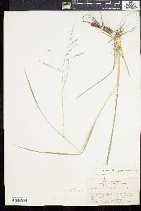 Coleataenia longifolia image