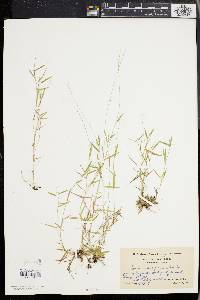 Panicum ensifolium image