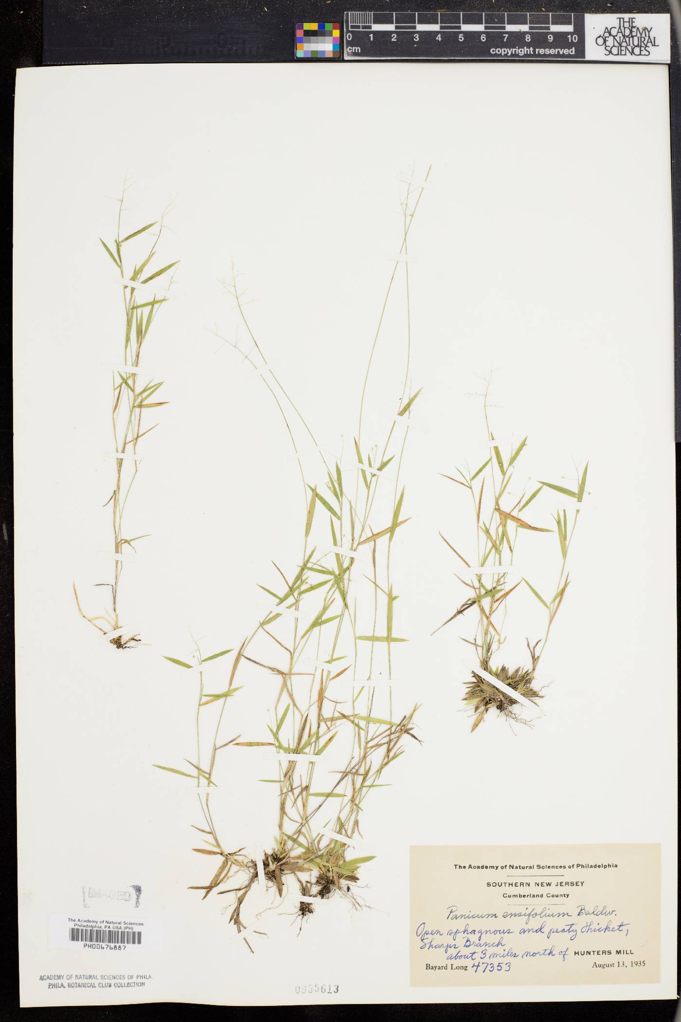 Dichanthelium ensifolium image