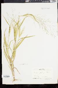 Panicum gattingeri image