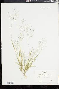 Panicum gattingeri image