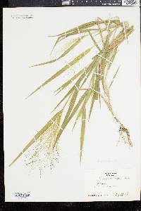 Panicum gattingeri image