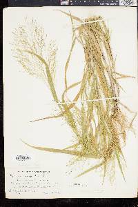 Panicum gattingeri image