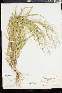 Panicum gattingeri image