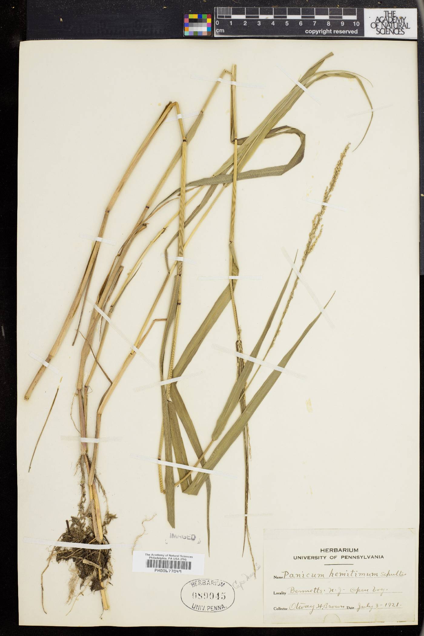 Panicum hemitomon image