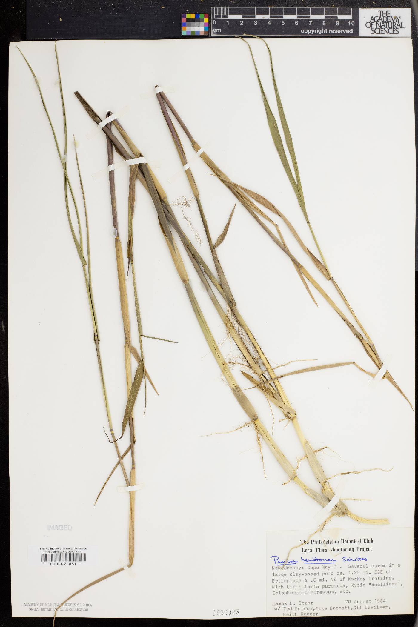 Panicum hemitomon image
