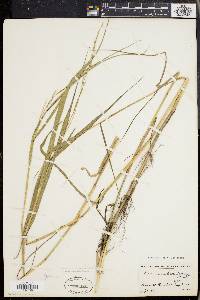 Panicum hemitomon image