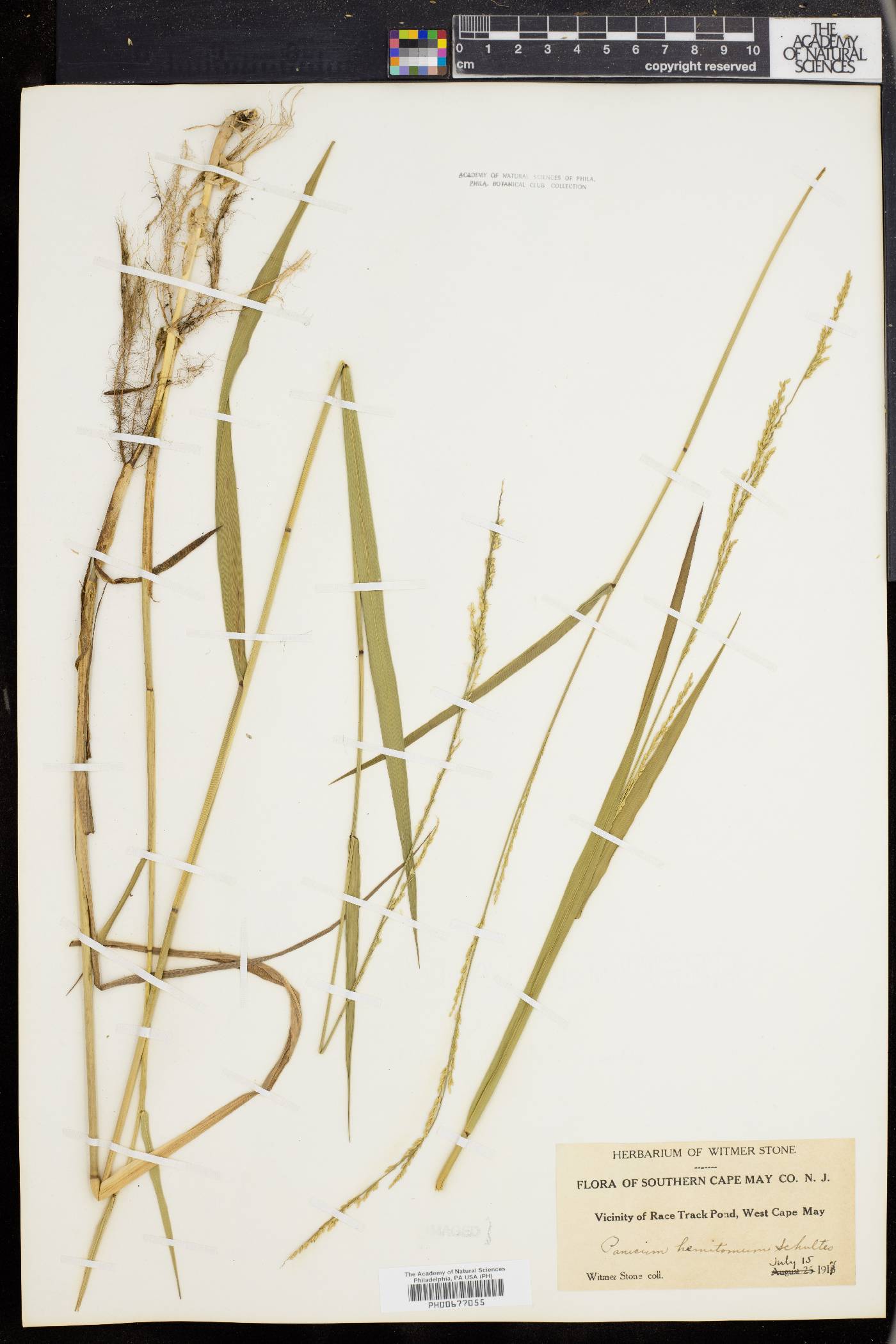 Panicum hemitomon image