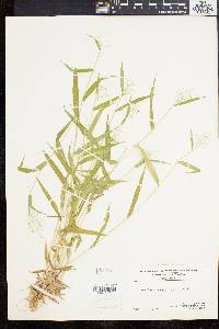 Dichanthelium acuminatum subsp. implicatum image