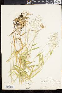 Panicum acuminatum image