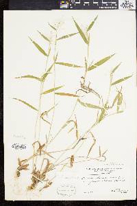 Panicum acuminatum image