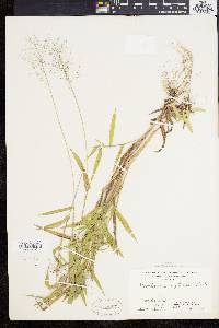 Dichanthelium acuminatum subsp. implicatum image