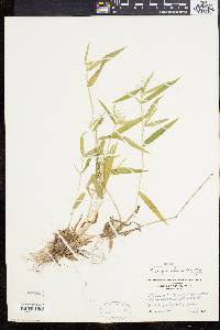 Panicum acuminatum image