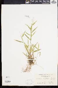 Panicum acuminatum image