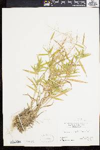 Dichanthelium acuminatum subsp. implicatum image