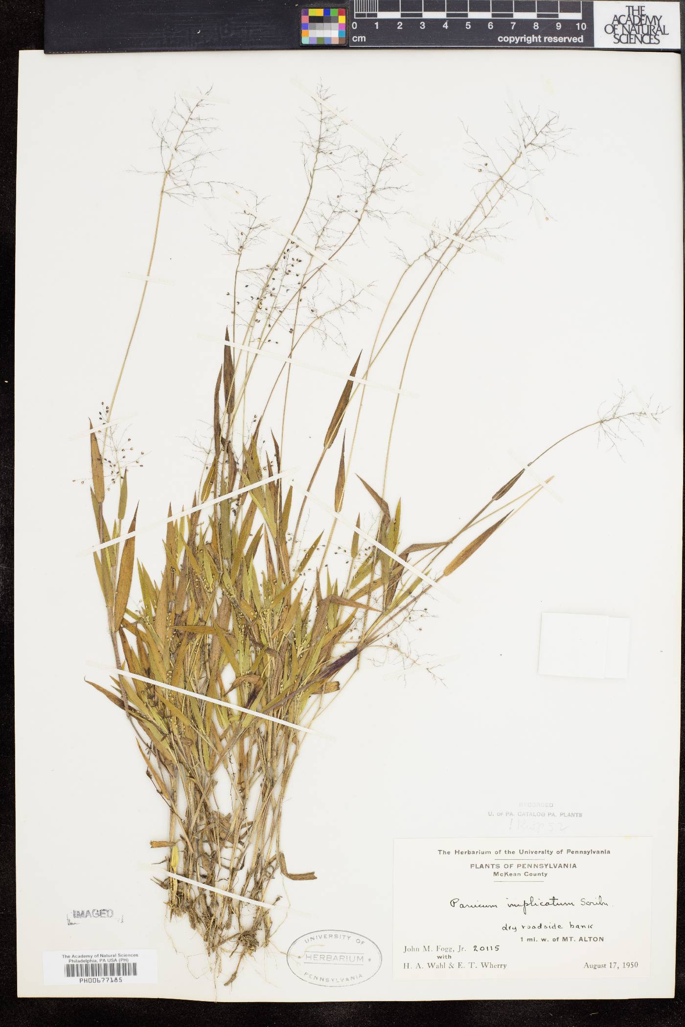 Panicum acuminatum image