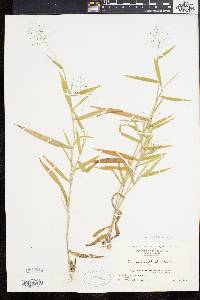 Panicum acuminatum image