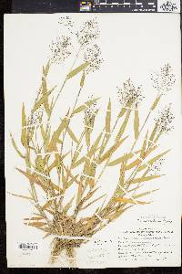 Panicum acuminatum image