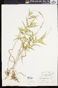 Dichanthelium acuminatum subsp. implicatum image