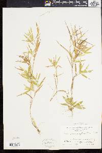 Panicum acuminatum image