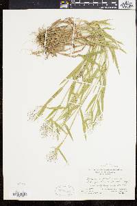 Panicum acuminatum image