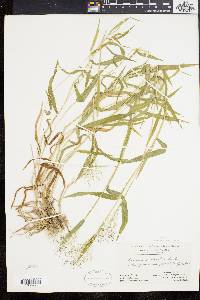 Panicum acuminatum image