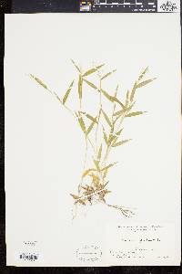 Panicum acuminatum image