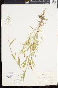 Dichanthelium acuminatum subsp. implicatum image