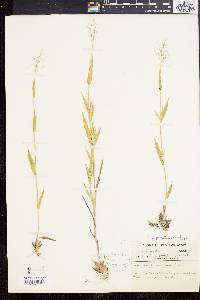 Panicum acuminatum image