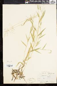 Panicum acuminatum image