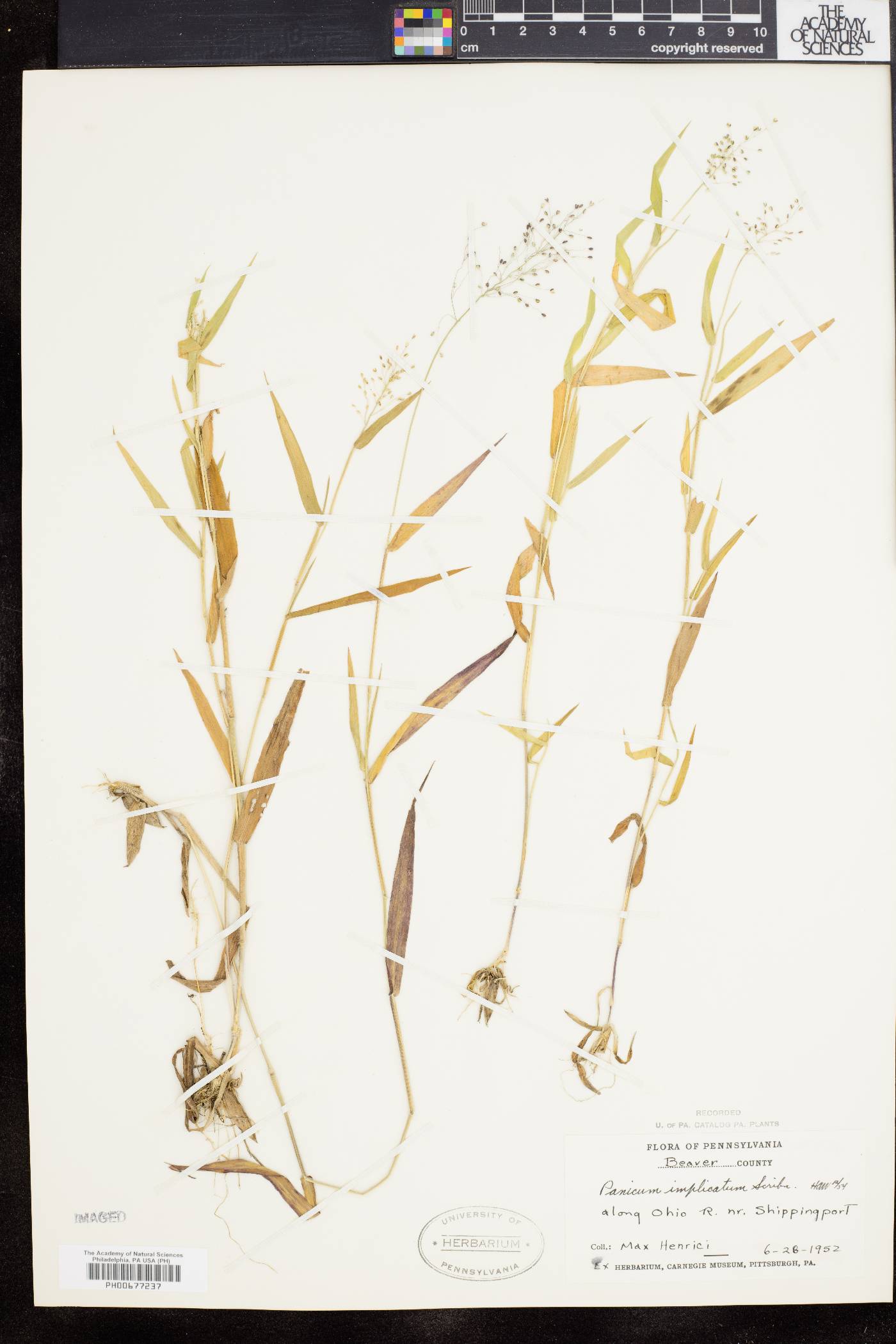 Panicum acuminatum image