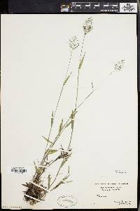 Panicum acuminatum image