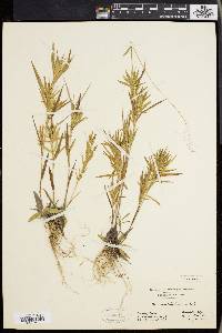 Panicum acuminatum image