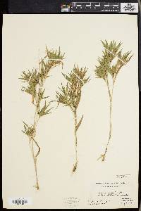 Panicum acuminatum image