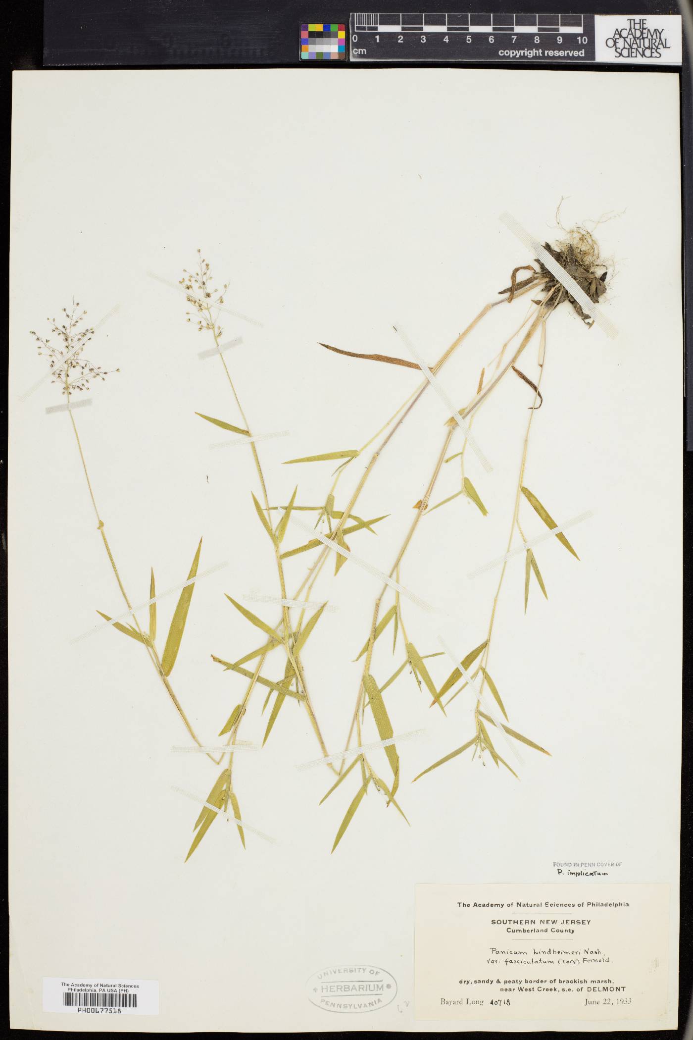 Panicum acuminatum image