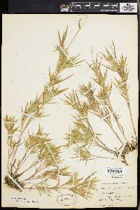 Panicum acuminatum image