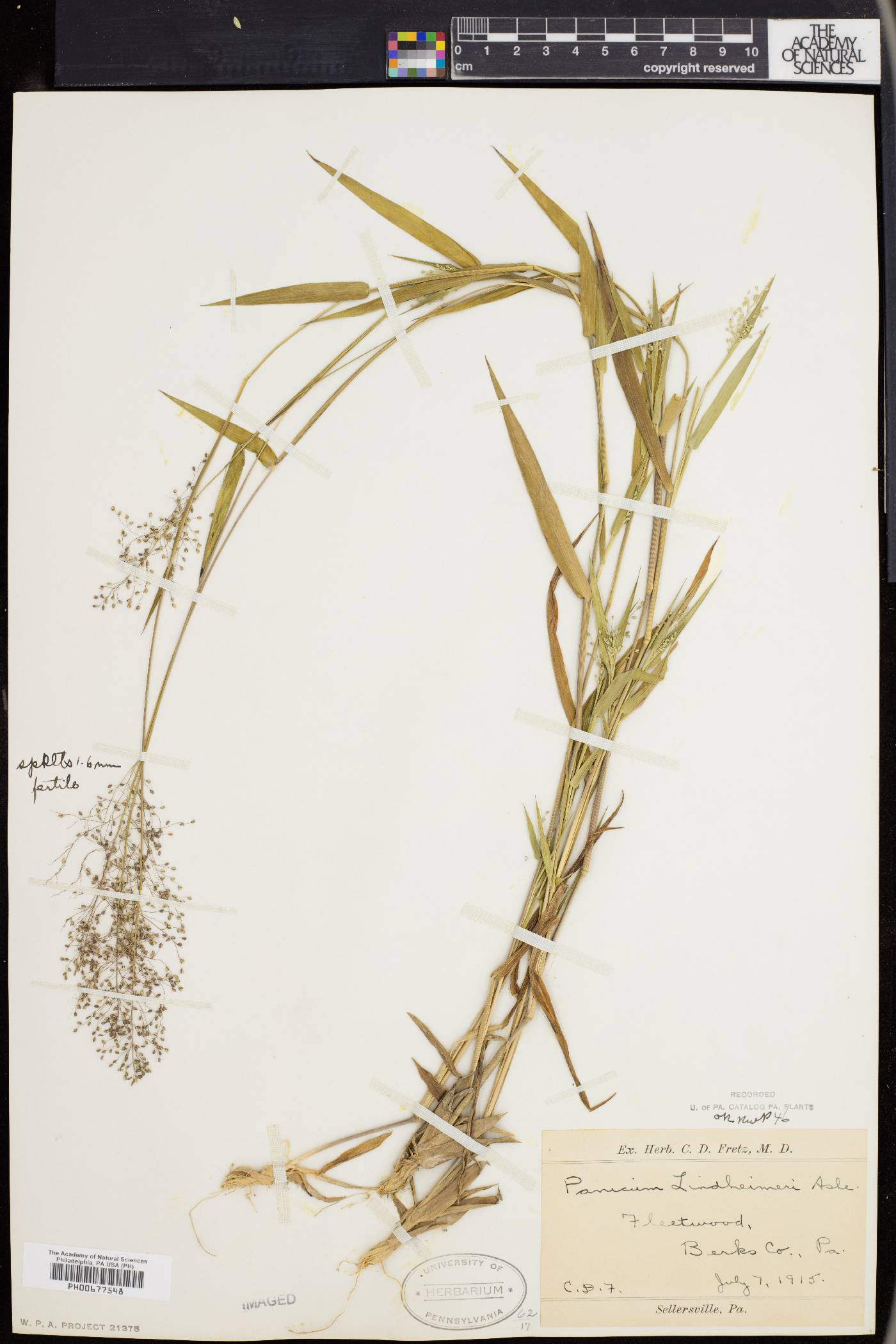Panicum acuminatum image