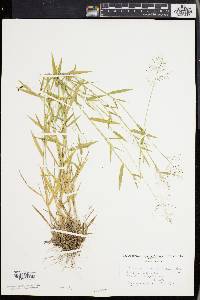 Panicum lindheimeri image