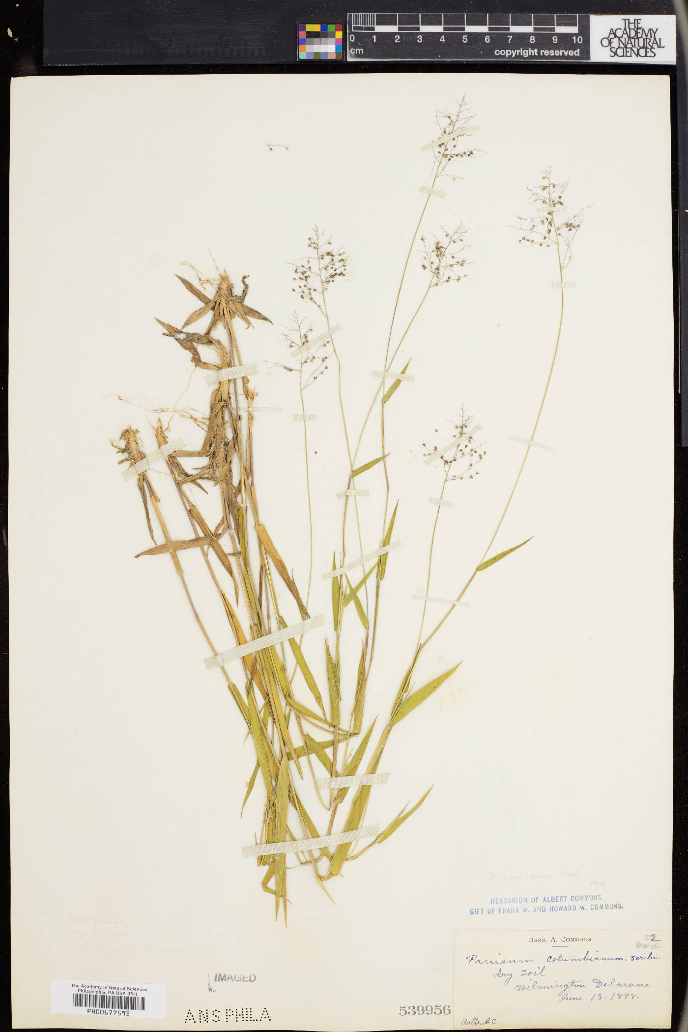 Dichanthelium acuminatum subsp. lindheimeri image