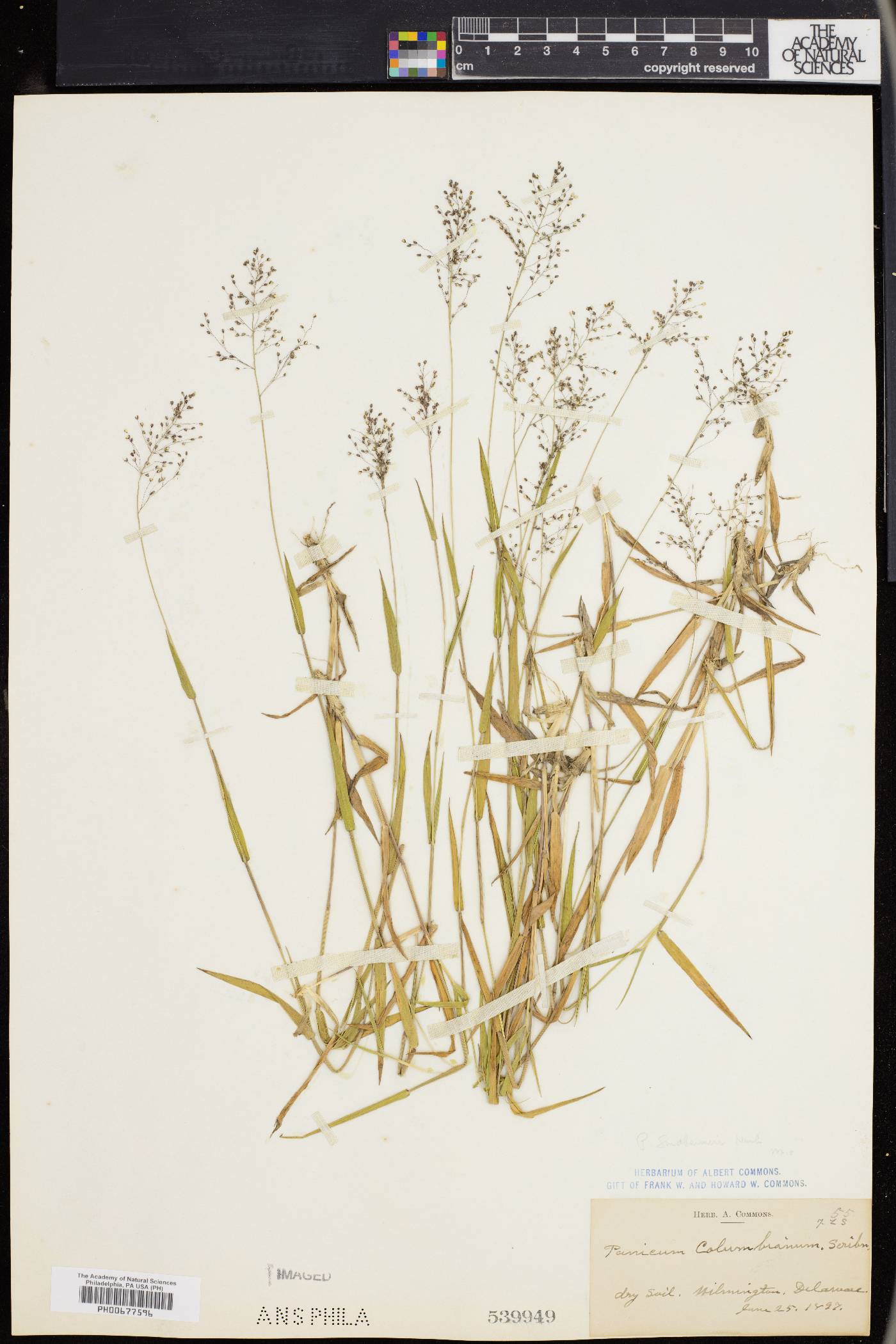 Dichanthelium acuminatum var. lindheimeri image