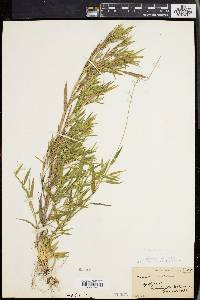 Panicum lindheimeri image