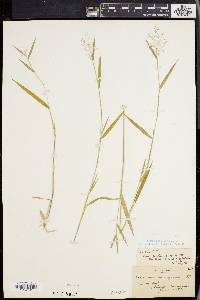 Panicum lindheimeri image