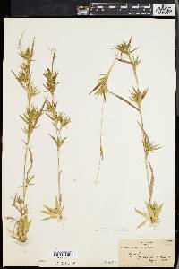 Panicum lindheimeri image