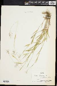 Panicum lindheimeri image