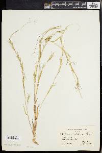 Panicum lindheimeri image