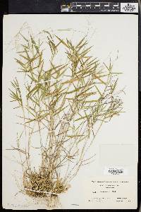 Panicum lindheimeri image