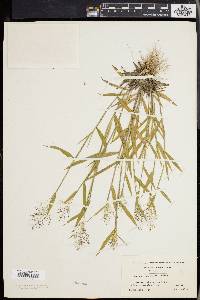 Panicum lindheimeri image