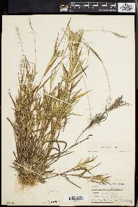 Panicum lindheimeri image