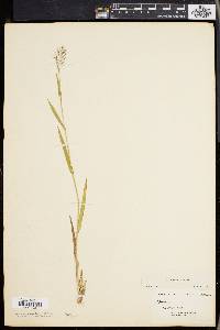 Panicum lindheimeri image